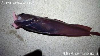 �������������ʥ�