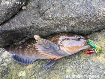 �����ʥ�