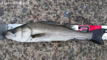 �����Х�