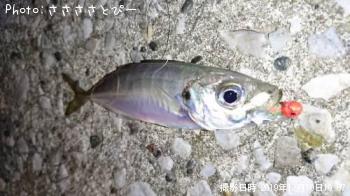 ��������Х롡