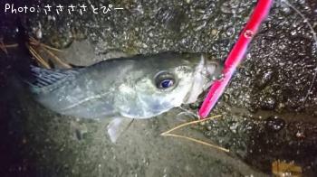 �����Х�