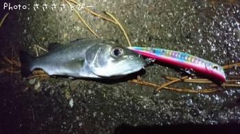 �����Х�