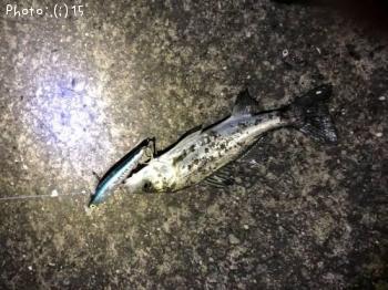 �����Х�