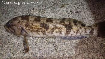 �����ʥ�