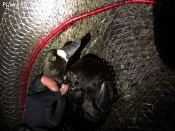 �����Х�������������Ļ