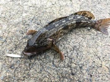 �����ʥ�