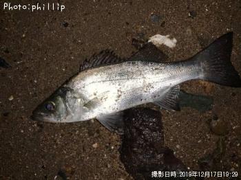 ¥Ò¥é¥»¥¤¥´