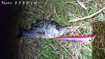 �����Х�