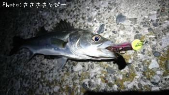 �����Х�