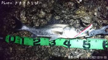 シーバス