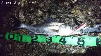シーバス