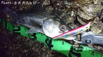 シーバス