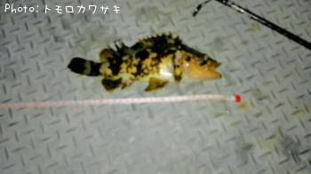 �٥å�������