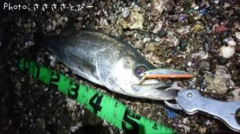 �����Х�