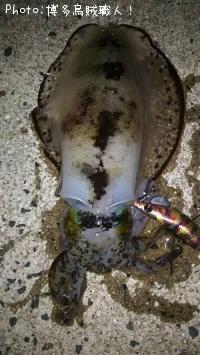 ¥¢¥ª¥ê¥¤¥«¡¢¥à¥Ä¡¢¥¢¥¸