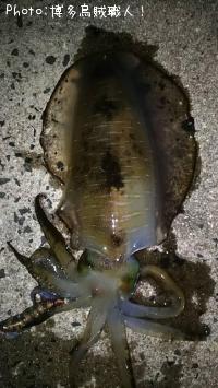 ¥¢¥ª¥ê¥¤¥«¡¢¥à¥Ä¡¢¥¢¥¸