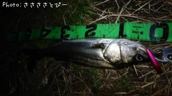 �����Х�