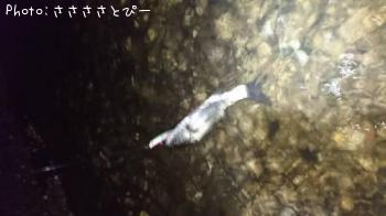 �����Х�