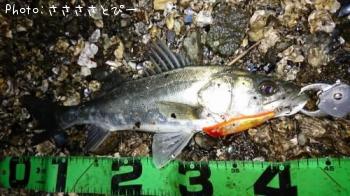 �����Х�