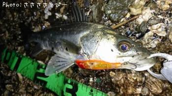 �����Х�