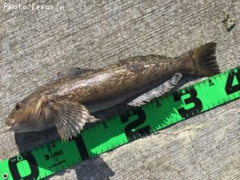 �����ʥ�