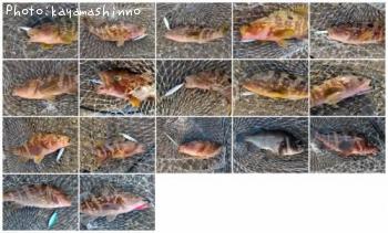 �����ϥ�