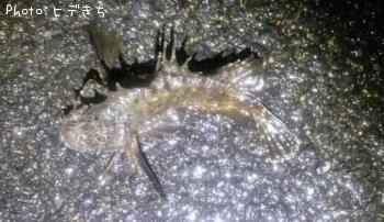 ���˥�����