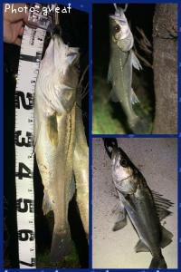 �����Х�