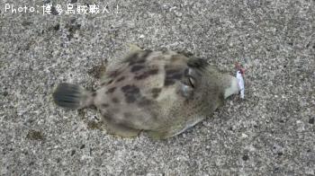 �����ꥤ������ġ�����������ϥ�