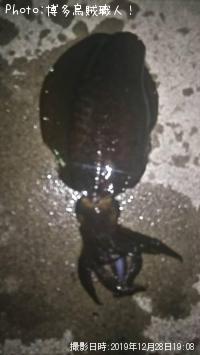 �����ꥤ������ġ�����������ϥ�