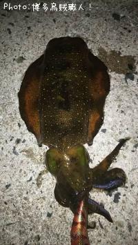 �����ꥤ������ġ�����������ϥ�