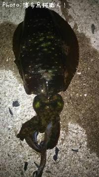 �����ꥤ������ġ�����������ϥ�