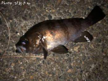 ��Х롢������������