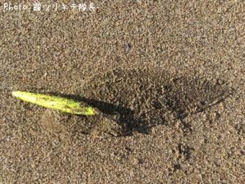 ¥·¥¿¥Ó¥é¥á