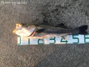 �����Х�