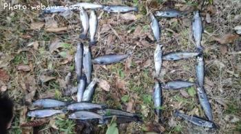 �˥塼���䡼�˥��ޥ�