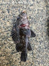 ���������饽��