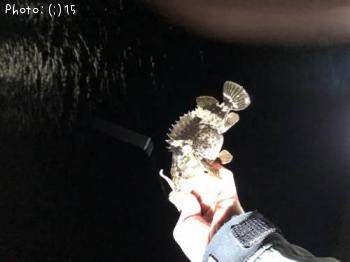 ¥á¥Ð¥ë¡¢¥½¥¤