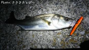 �����Х�