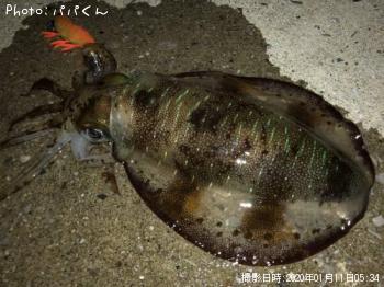 �����ꥤ��