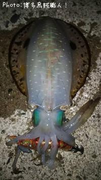 ¥¢¥ª¥ê¥¤¥«