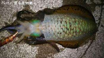 ¥¢¥ª¥ê¥¤¥«