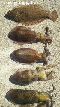 ¥¢¥ª¥ê¥¤¥«