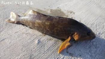 �����ʥ�