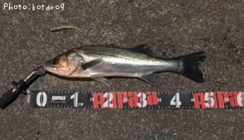 �����Х�