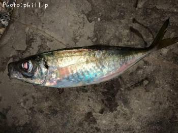 ��������Х�