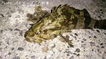 ¥Ù¥Ã¥³¥¦¥¾¥¤