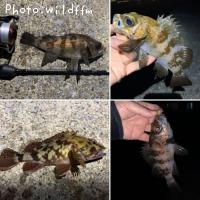 ��Х롢������