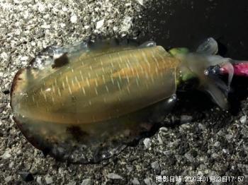 �����ꥤ��