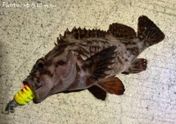 ���������饽����